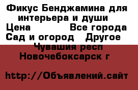 Фикус Бенджамина для интерьера и души › Цена ­ 2 900 - Все города Сад и огород » Другое   . Чувашия респ.,Новочебоксарск г.